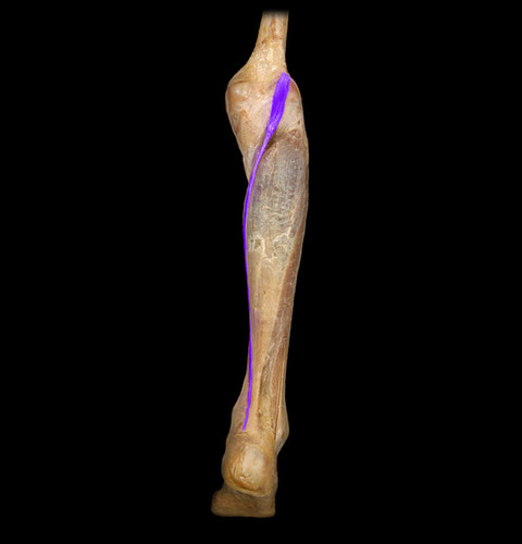 <p>origin: femur insertion: tarsal action: plantar flex foot</p>