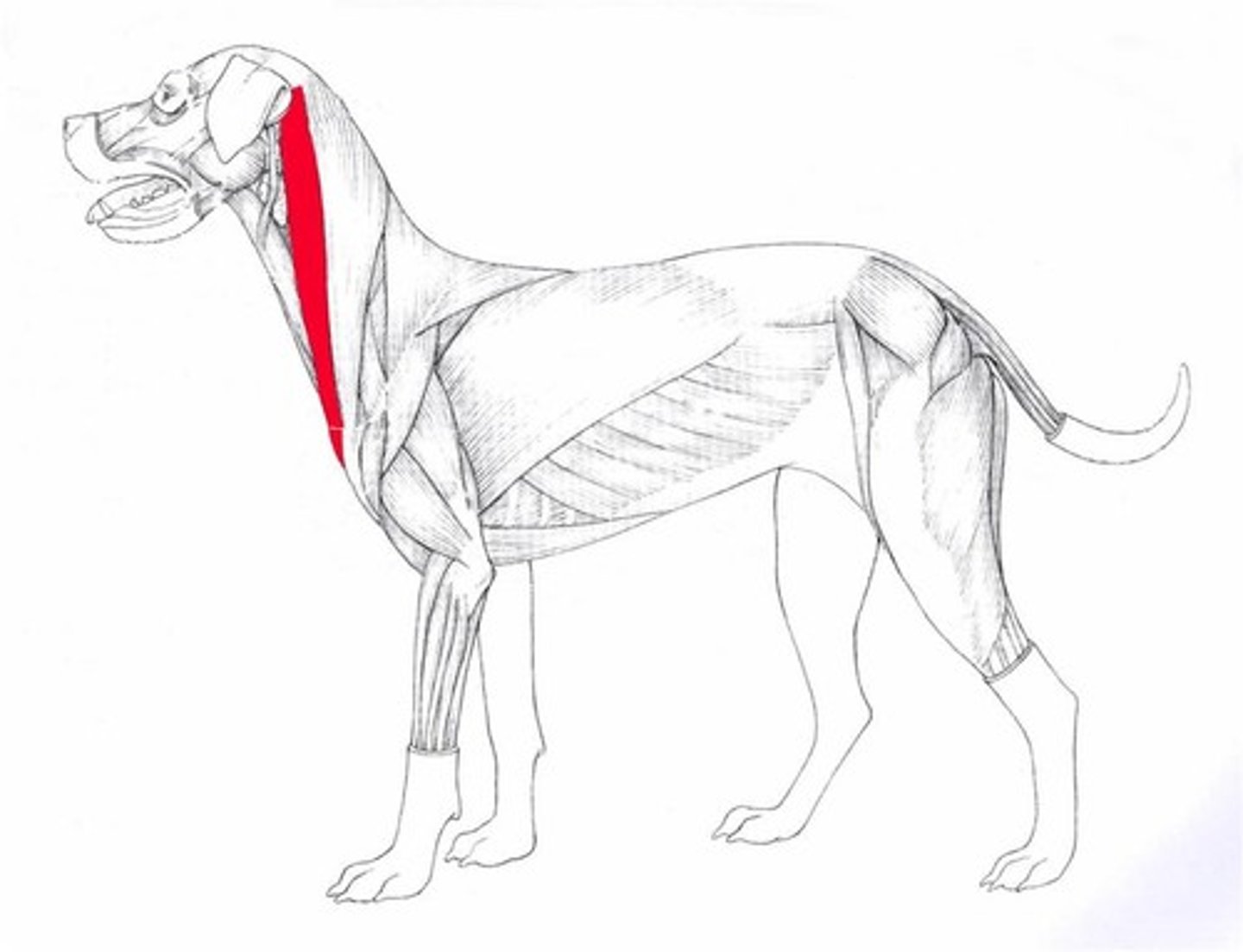 <p>Origin: sternum</p><p>Insertion: Occipital bone</p><p>Action: Draws head side to side</p>