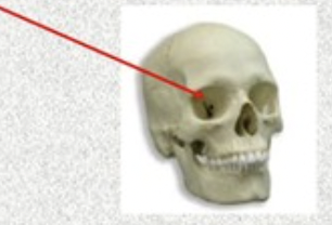 <p>indents or holes in bones, passageways for blood vessels and nerves</p>