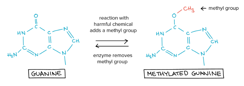 <ul><li><p>= direct reversal mechanism</p></li><li><p>vb. tenietdoen accidentele methylatie guanine</p></li></ul><p></p>