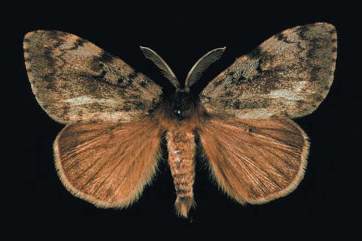 <p>moth</p>