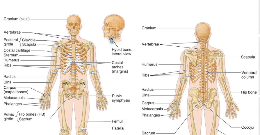 <p>Sternoclavicular joint</p><p>Acromioclavicular joint</p><p>Glenohumeral joint</p><p>Scapulothoracic joint (not true anatomical joint)</p>