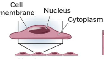 <p>fits tightly together like floor tiles, nuclei are broad and thin, and make up the walls of air sacs (alveoli), capillaries and lines blood and lymphatic</p><p>(FOUND IN DIFFUSION AND FILTRATION SITES)&nbsp;</p>