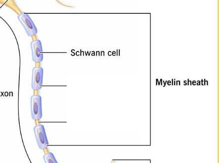 <p>Schwann cells</p>
