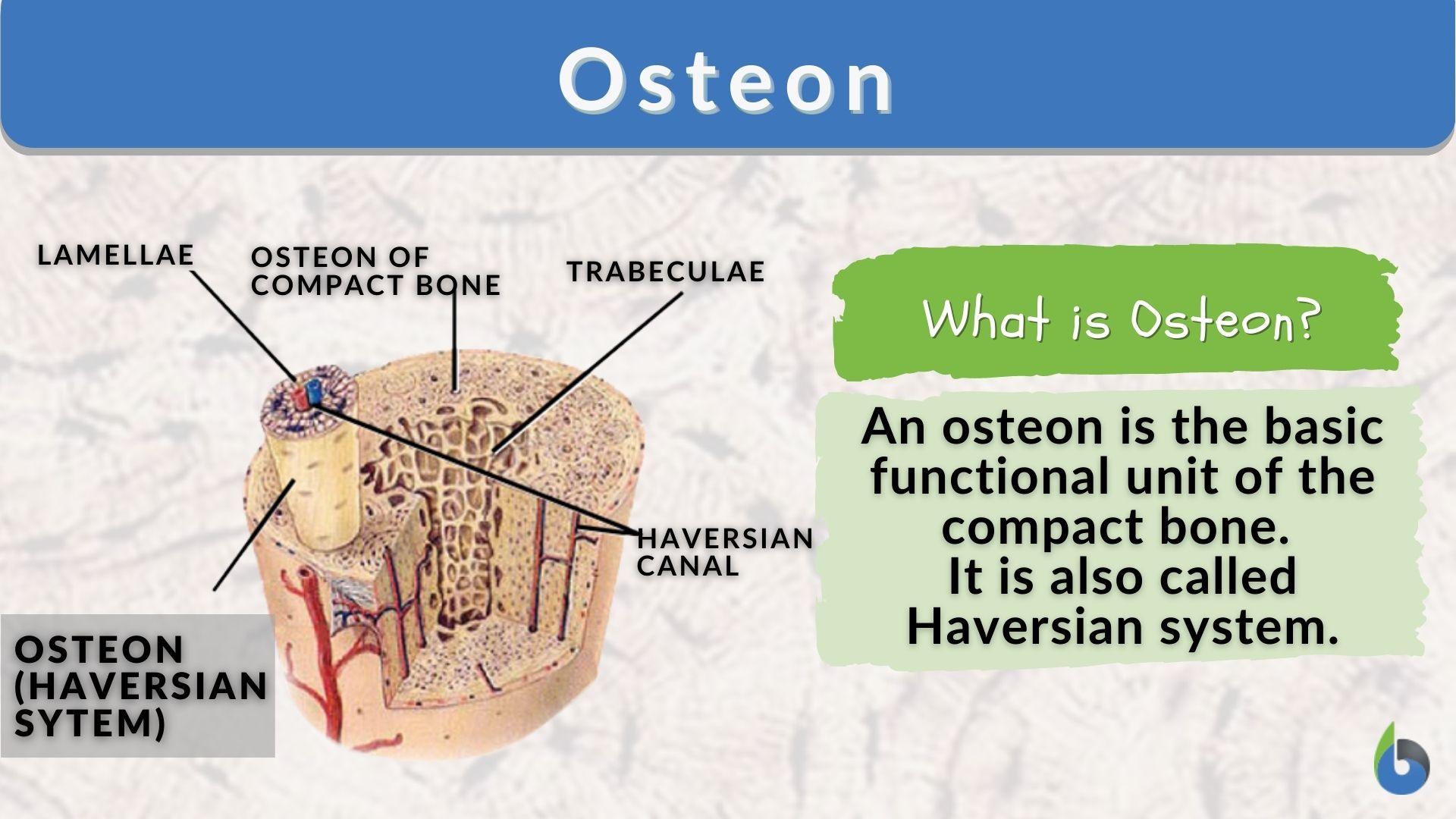 <p>osteon</p>