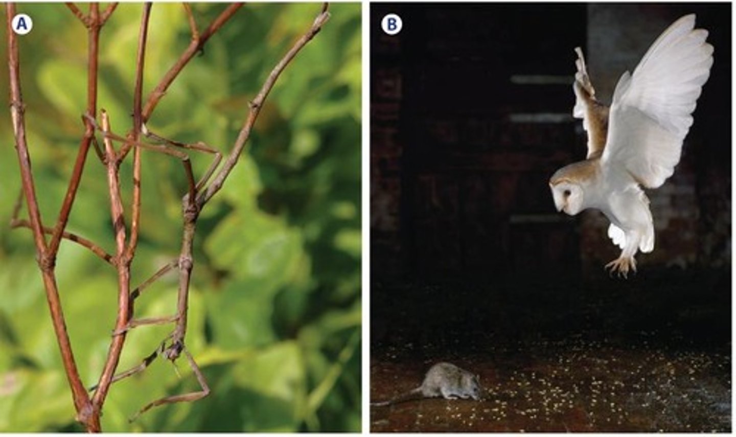 <p>The stick insect is able to survive because it blends in with the tree (camouflage).</p>