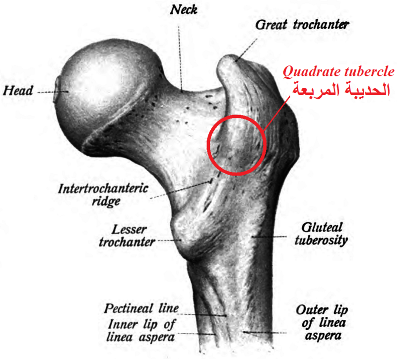 <p>Insertion: quadratus femoris</p>