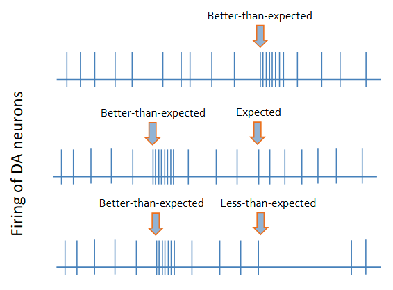 <p>Dopamine firing encodes a prediction-error signal, which informs other brain regions of the deviation between experience and internally represented goals.</p>