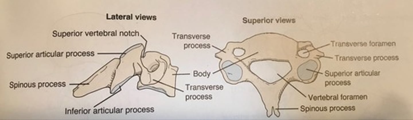 <p>Transverse foramina, small bodies, bifid spinous processes</p>