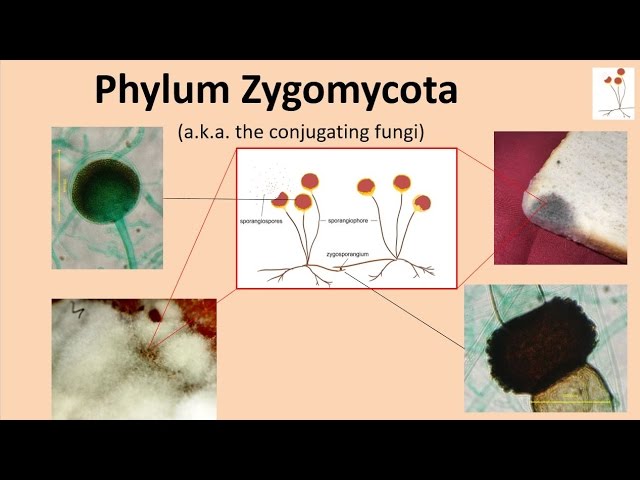 <p>Zygomycota</p>