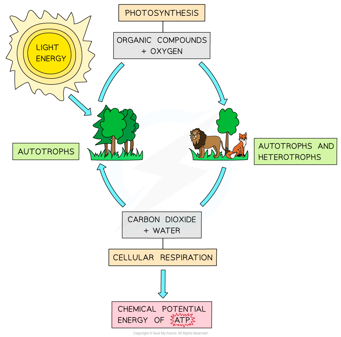 <p>description of reactions of photosynthesis and respiration</p>