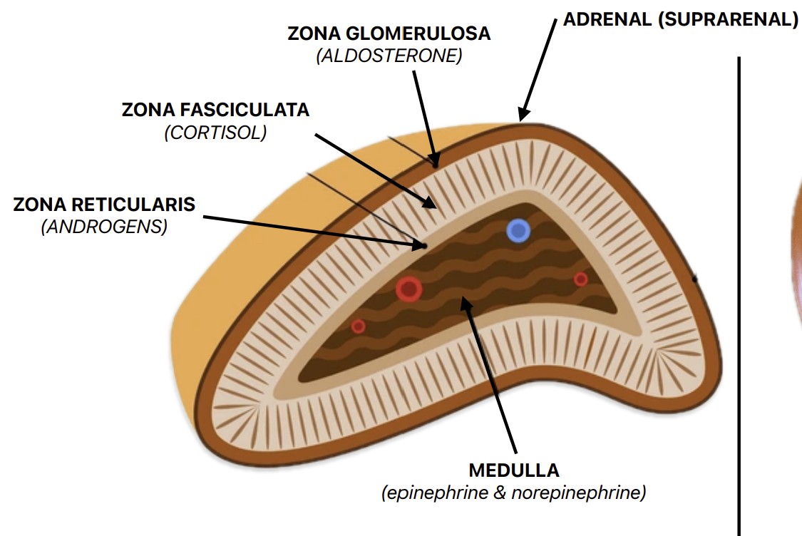 <p>Cortex = outside, Medulla = inside</p>
