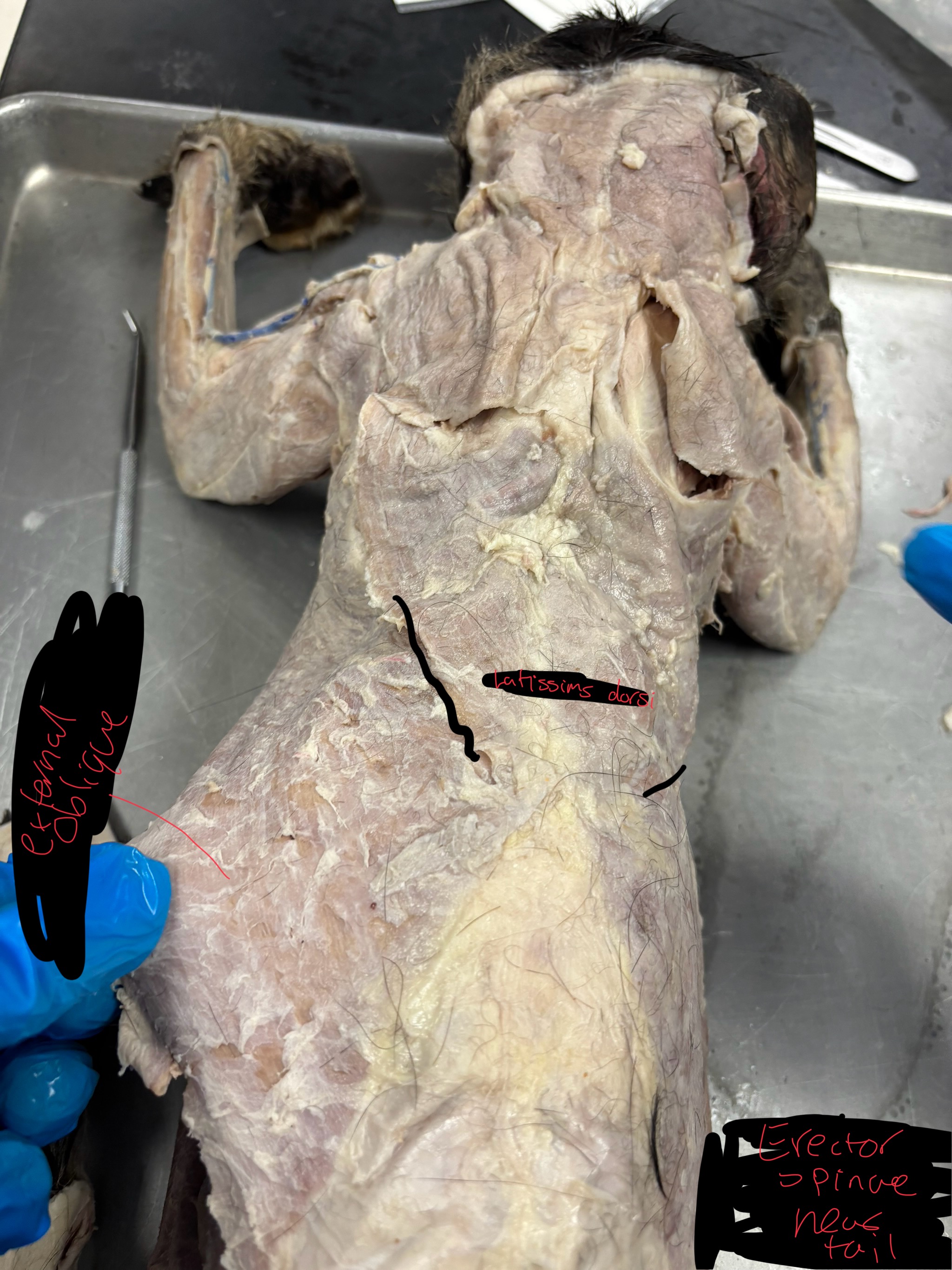 <p>Latissimus dorsi: pulls arm dorsal and posterior at shoulder</p><p>External Oblique: compresses abdomen </p><p>erector spinal: Extends abdomen</p>