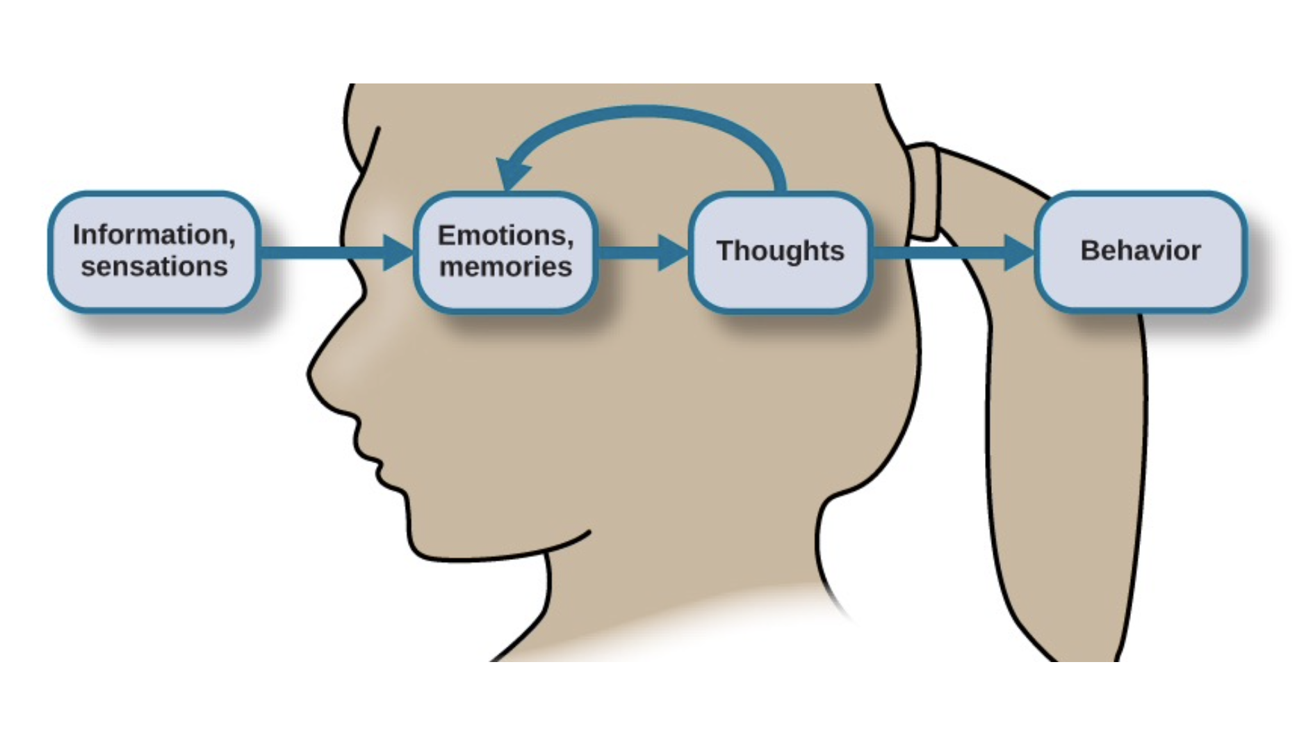 <p>-<span>Thinking and the brain's processes that include perception, knowledge, problem solving, judgment, language, and memory.</span></p><ul><li><p>Sensations and information are received by our brains, filtered through emotions and memories, and processed to become thoughts.</p></li></ul><p></p>