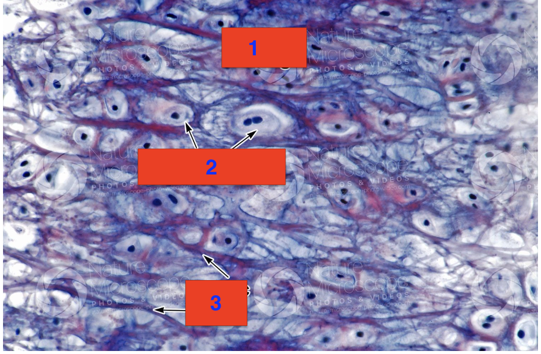 <p>what is 1?</p>