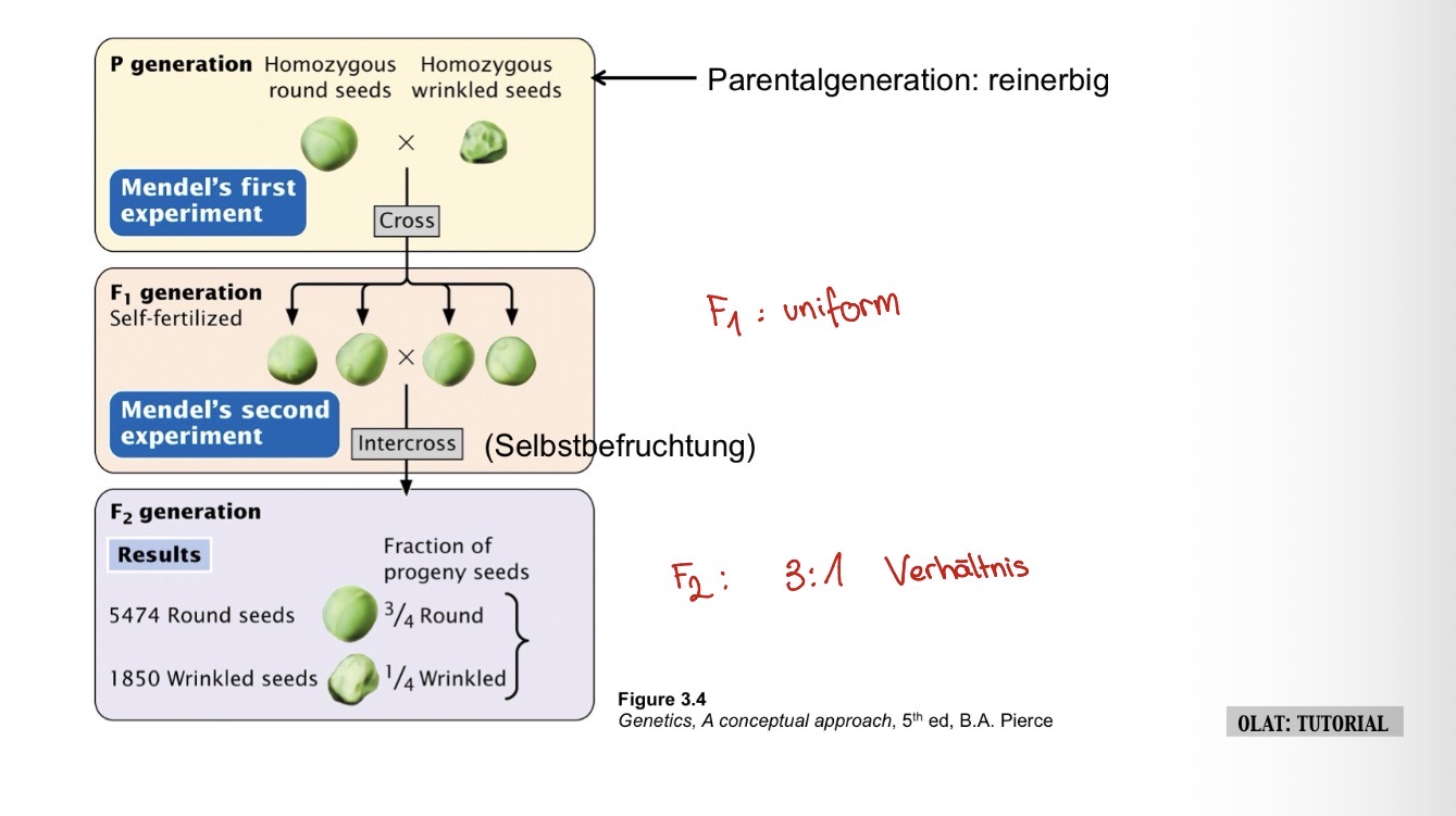 <ul><li><p>Monohybrid = Mischling</p></li><li><p>Vererbung von Allelen von einem Gen wird betrachtet</p></li><li><p>Heterozygot</p></li><li><p>Mischerbig, hybrid </p></li></ul><p></p>