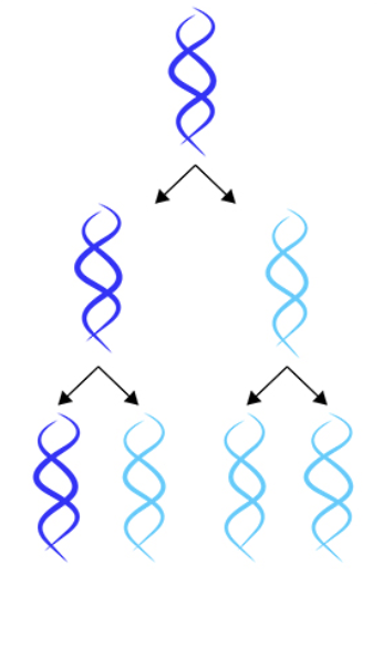 <p>one copy is made of the old strands and the other is made of 2 new strands (conserves original strand)</p>