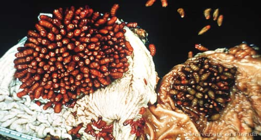 <p>what fly</p>