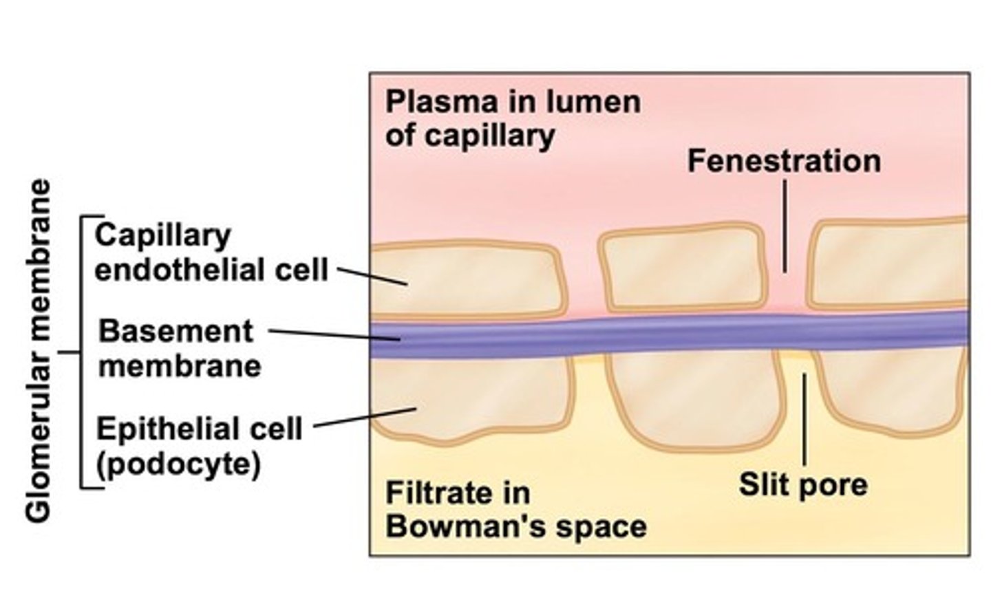 <p>The Glomerular (Bowman's) Capsule.</p>