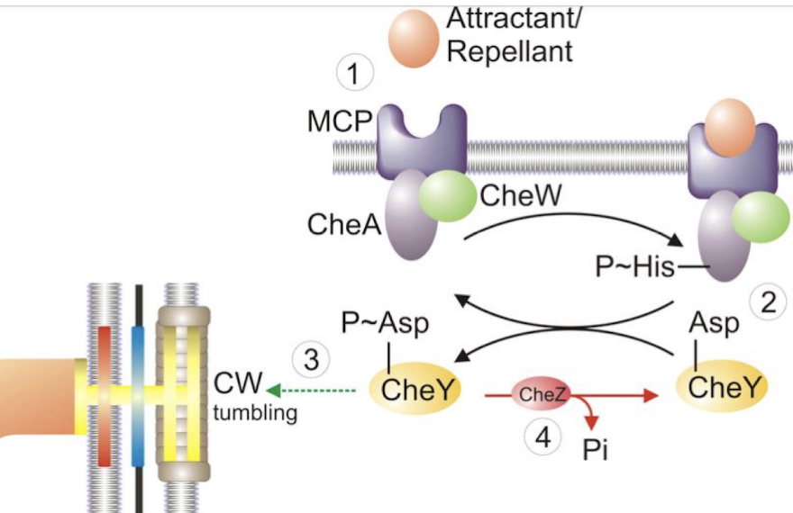 <p><strong>less autophosphorylation of CheA, phosphorylated CheY</strong></p>