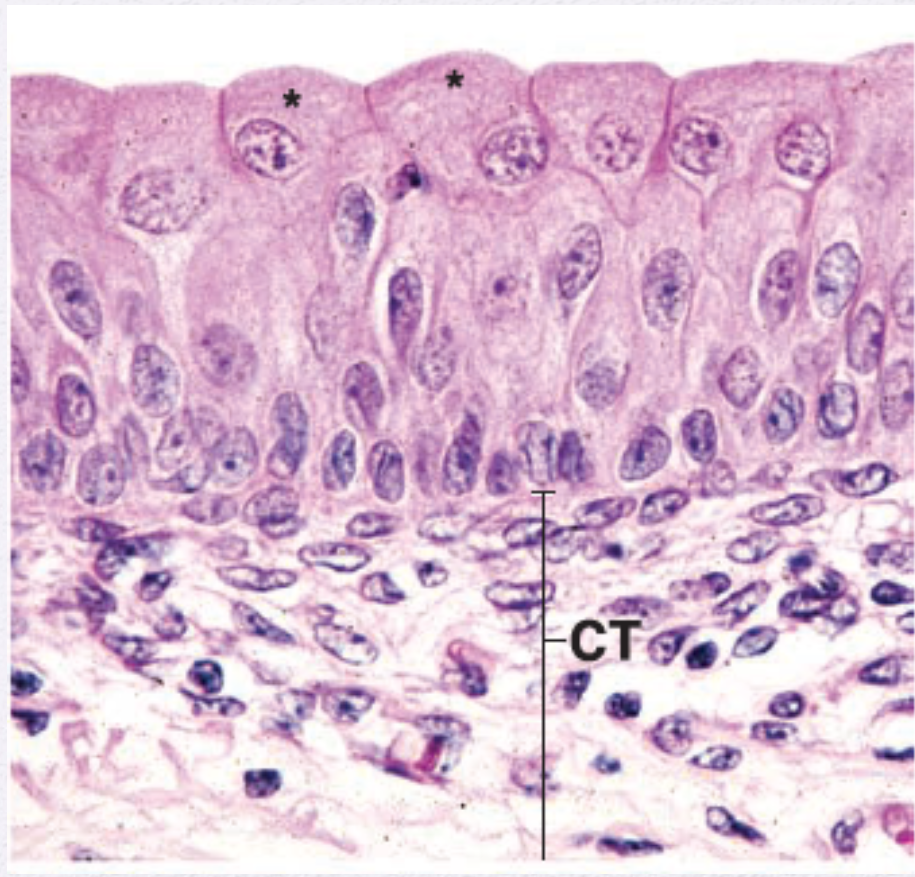 <p>Identify the Epithelium </p>