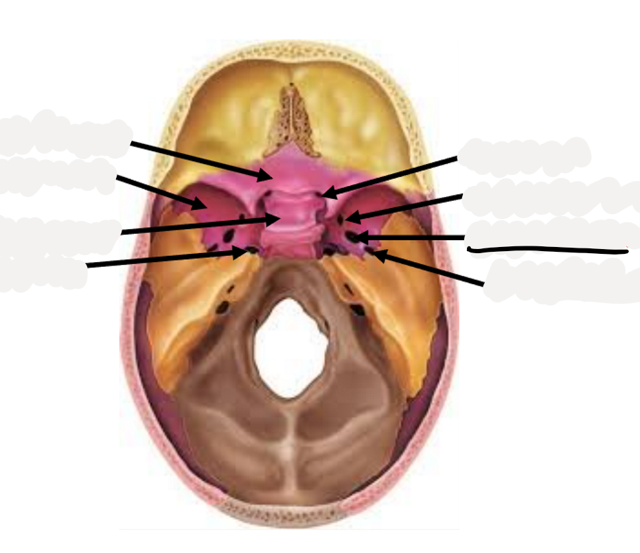 <p>Mandibular nerve (CN V3)</p>