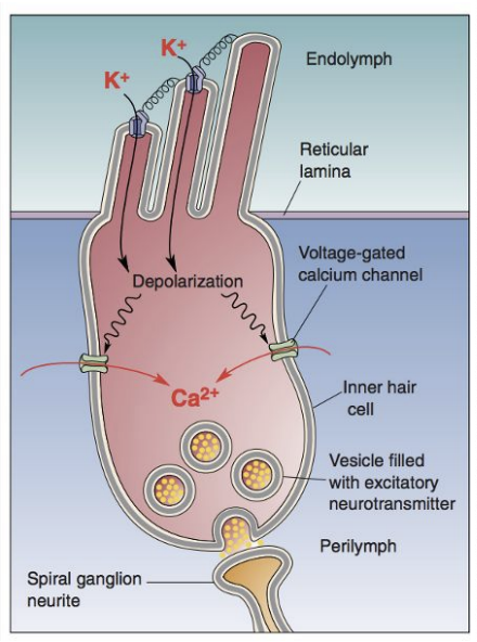 <ol><li><p>Sound waves cause tympanic membrane to vibrate</p></li><li><p>Sound amplified from tympanic membrane via ossicles to oval window</p></li><li><p>Displacing oval window membrane displaces perilymph in scala vestibuli</p></li><li><p>Displacing perilymph displaces Reissner’s membrane → displaces endolymph</p></li><li><p>Displacing endolymph displaces BM → makes stereocilia bend towards kinocilium</p></li><li><p>BM displacement amplified by OHCs </p></li><li><p>Tip link K+ channels open and let K+ into IHC due to endocochlear potential difference</p></li><li><p>In IHCs, Depolarization by K+ opens VG Ca2+ channels</p></li><li><p>Ca2+ triggers Glu release from IHCs a. Graded synapse - voltage level determines amount of Glu released </p></li><li><p>Glu affects postsynaptic spiral ganglion cells → AP!</p></li></ol><p></p><p>auditory transduction is faster than would be possible with ion diffusion and faster than visual transduction that uses G-proteins </p><p></p>