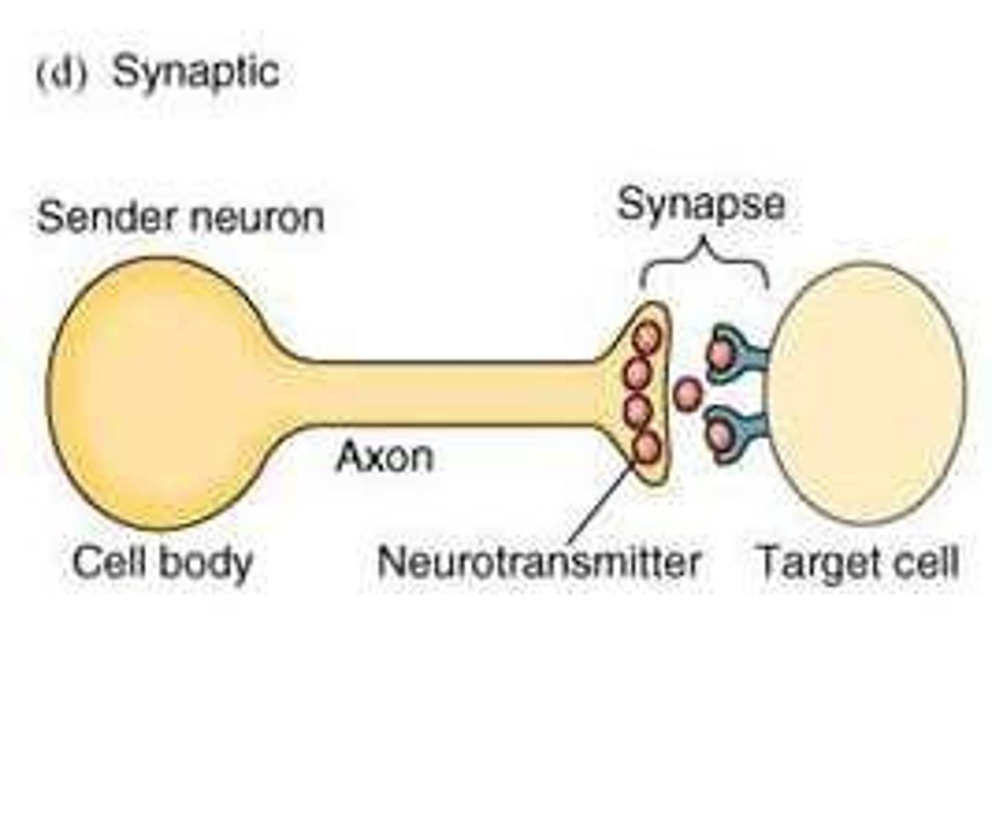 <p>A type of paracrine signaling that occurs at synapses between neurons and targets, characterized by very high local concentrations (10^-6 - 10^-3 M) and rapid response times.</p>