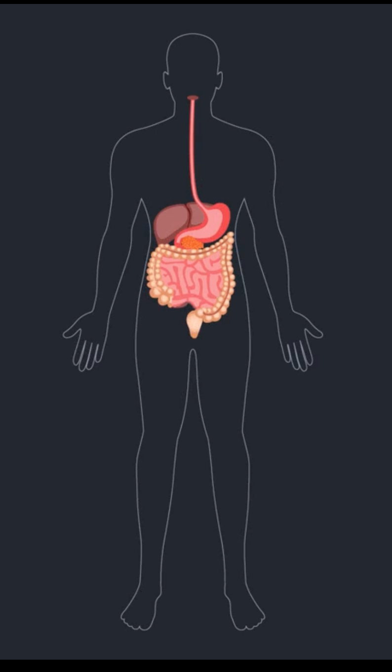 <p>What accessory organs does the digestive system consist of?</p>