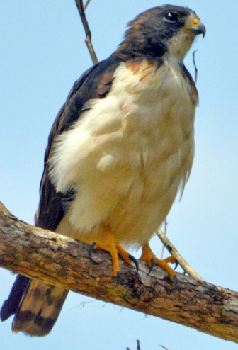 <p>What bird is this?</p>