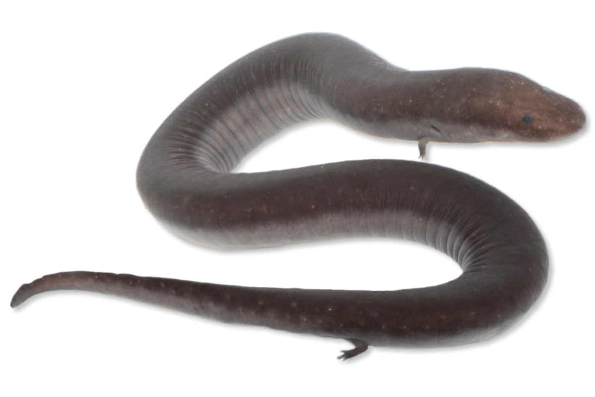 <p>Amphiumidae </p>