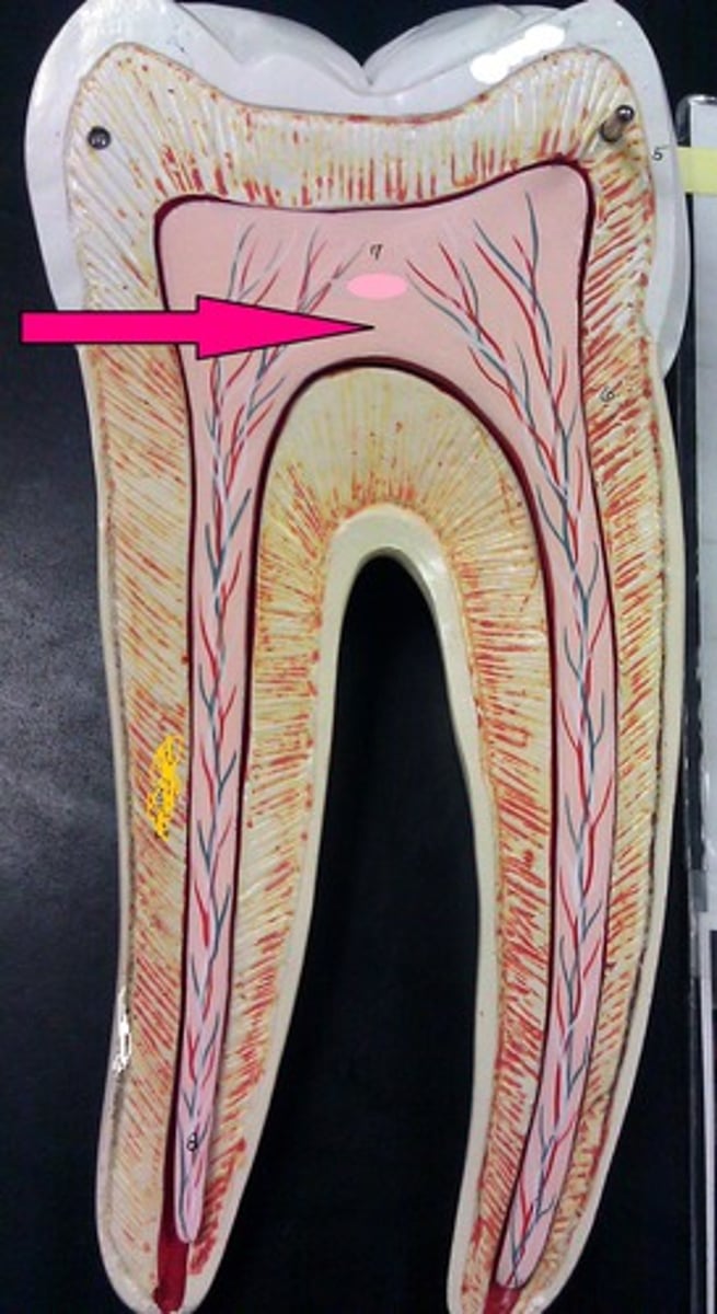 <p>contains blood vessels and nerves</p>