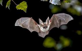 <p>Free tailed bats</p><ul><li><p><span style="background-color: transparent;"><span>Large ears meet on the forehead and point forward. Have tragus and no nose leaf. The tail extends beyond uropatagium.&nbsp;</span></span></p></li><li><p><span style="background-color: transparent;"><span>Insectivorous, forage at high altitude and roost in colonies of over 20Mil.</span></span></p></li></ul><p></p>