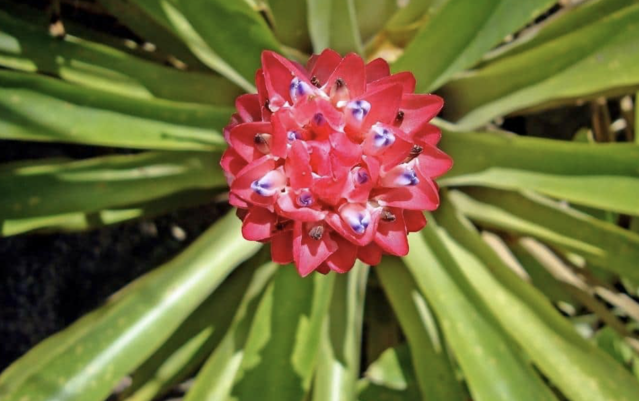 Flower 218 
