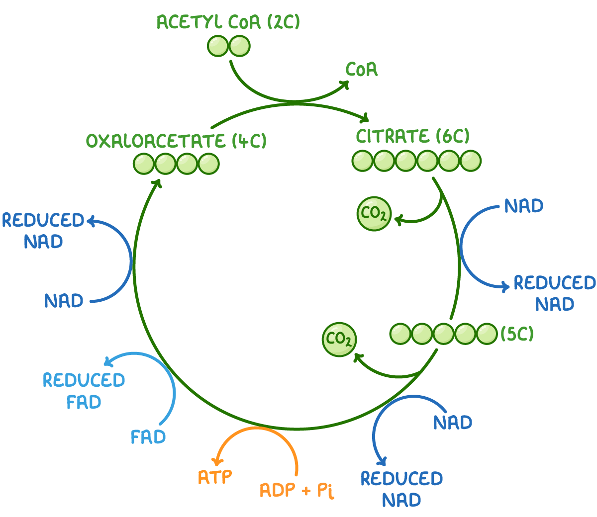 <p>In one Krebs cycle (one 3C pyruvate), 2 CO<sub>2</sub>, 3 NADH, 1 FADH<sub>2</sub>, and 1 ATP are produced.</p>