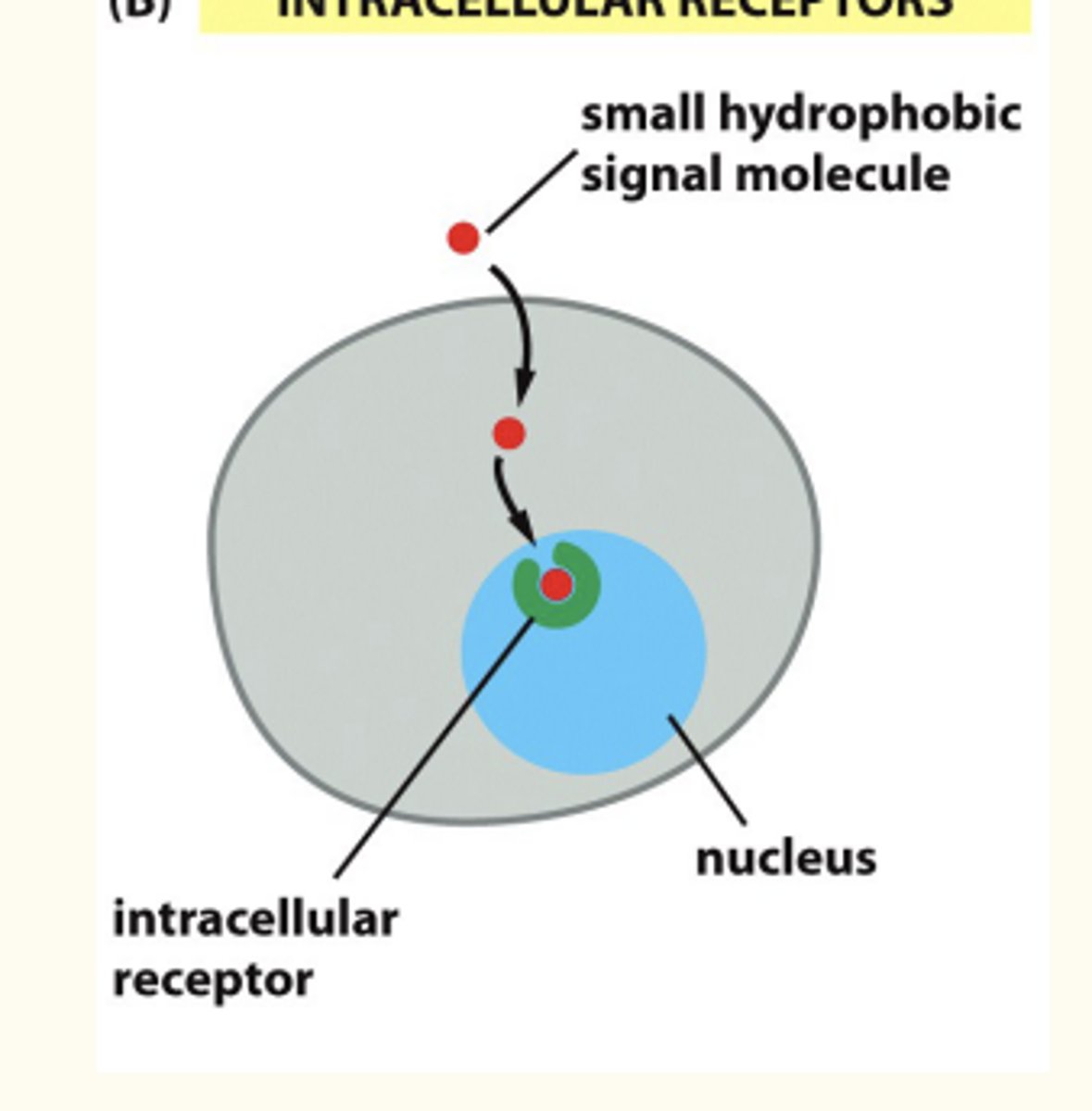 <p>- Also called nuclear receptors</p><p>• NOT cell surface/plasma membrane associated</p><p>• Found in the cytoplasm (inside the cell)</p><p>• Upon binding to ligand, trans-locates to the nucleus as receptor/ligand complex</p>