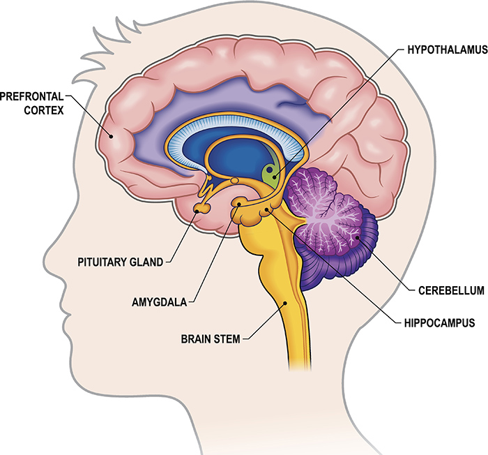 <ul><li><p><span style="font-family: &quot;Times New Roman&quot;, serif">Medulla: vital center: regulates cardiac, vasomotor, respiratory system</span></p></li><li><p><span style="font-family: &quot;Times New Roman&quot;, serif"><strong>Hypothalamus: regulates visceral functions, temperature, hunger, thirst, water, electrolyte balance Understand the important role of the hypothalamus “center of ANS activity”</strong>&nbsp;</span></p></li><li><p><span style="font-family: &quot;Times New Roman&quot;, serif">Limbic: controls emotional responses and feelings.</span></p></li></ul><p></p>