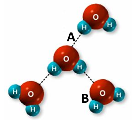 <p><span><span>Label B&nbsp;shows the type of bond that holds the oxygen and hydrogen atoms together through the sharing of electrons. What is this type of bond called?&nbsp;</span></span></p>
