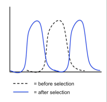 <p>Disruptive Selection (2 groups)</p>