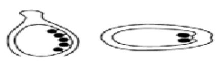 <p>determine the placentation</p>