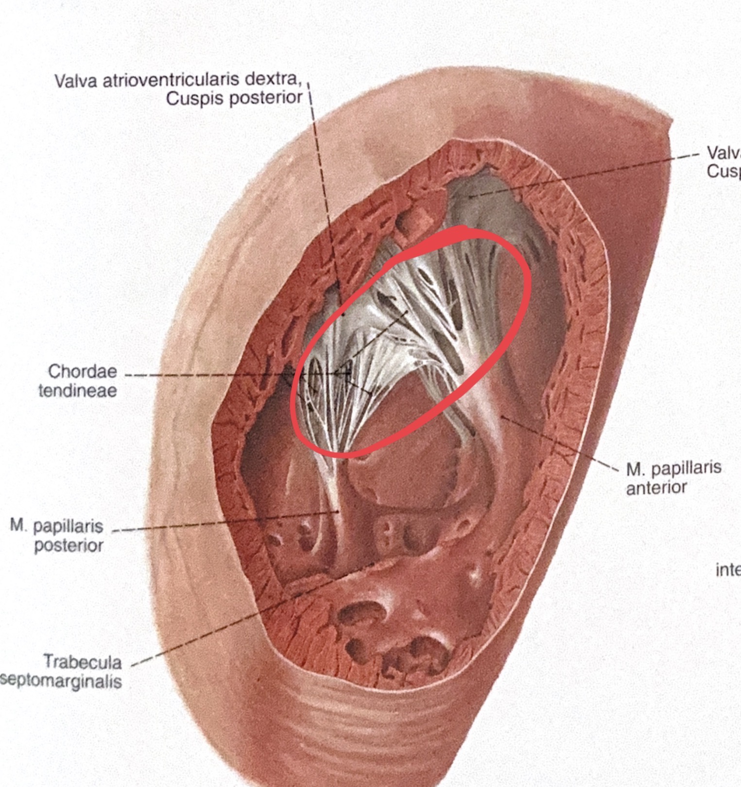 <p>chordae tendinae</p>