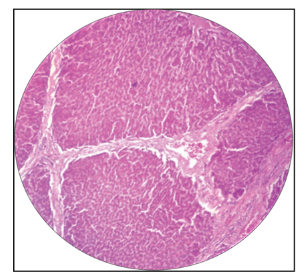 <p>what is this the histology of?</p>