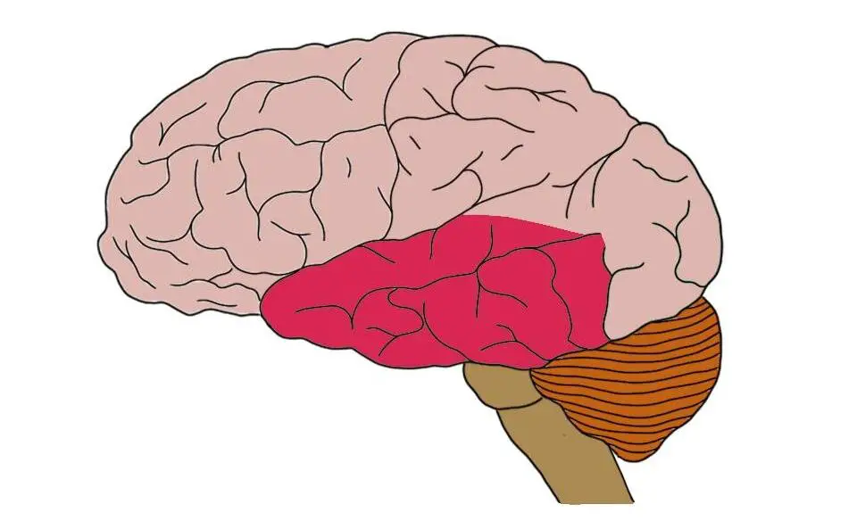 <p>sound, smell, language composition, memory</p>