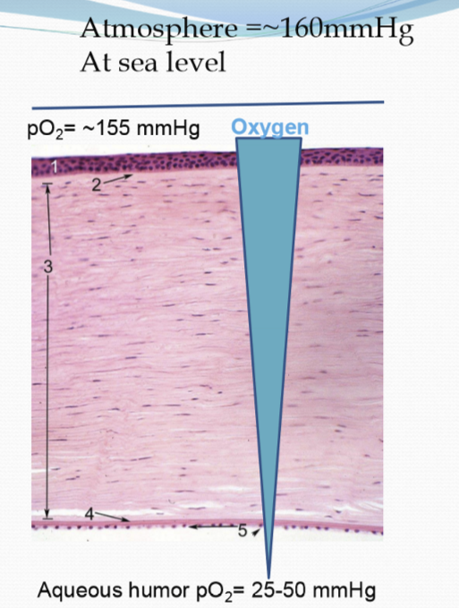 <p>The O2 gradient is generated by the consumption of O2 by the layers of the cornea and the difference in partial pressure of oxygen in the atmosphere vs aqueous humor. </p>