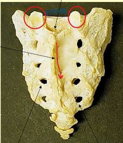 <p>Sacrum</p>
