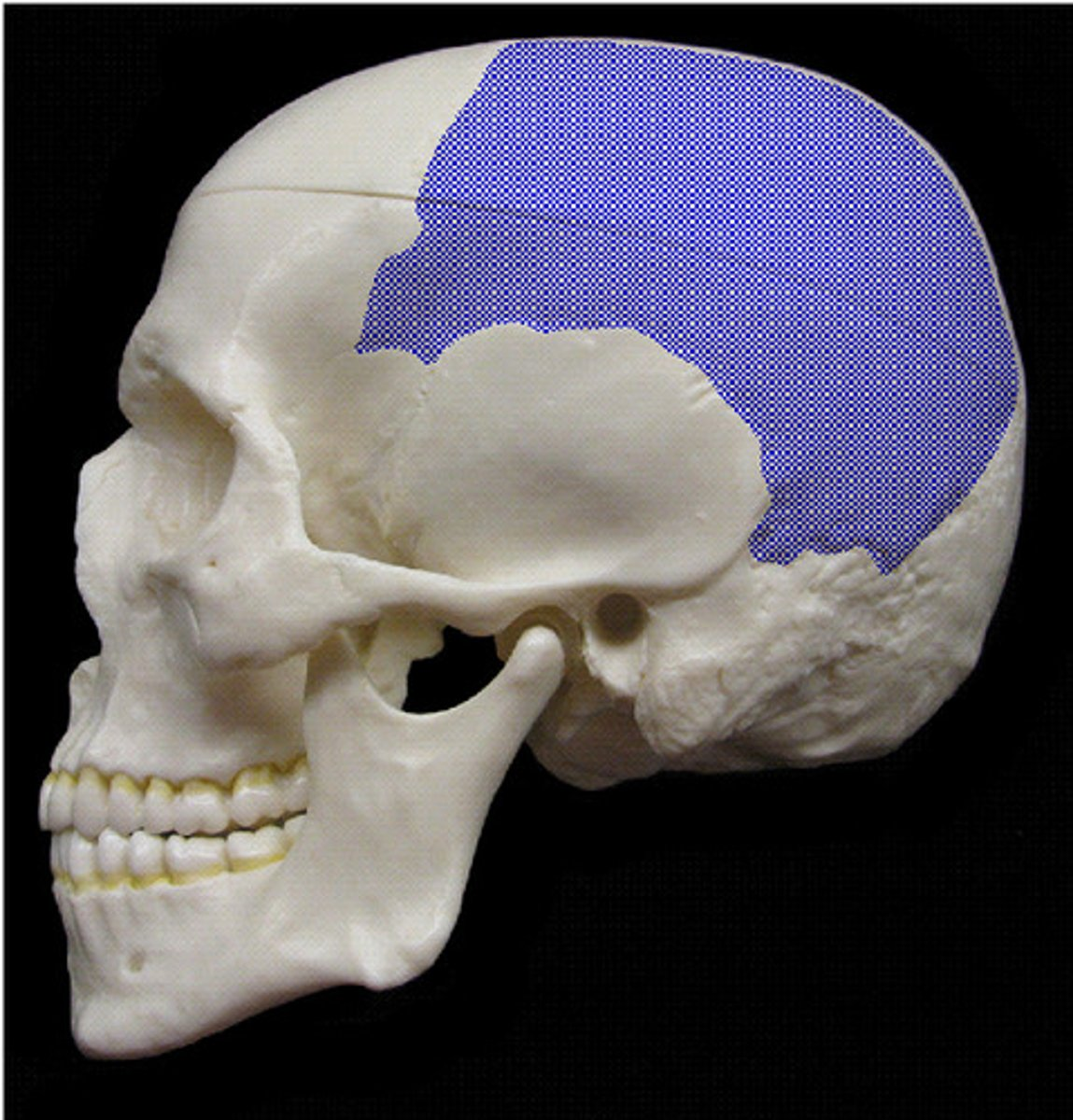 <p>Which region of the skull is being highlighted?</p>