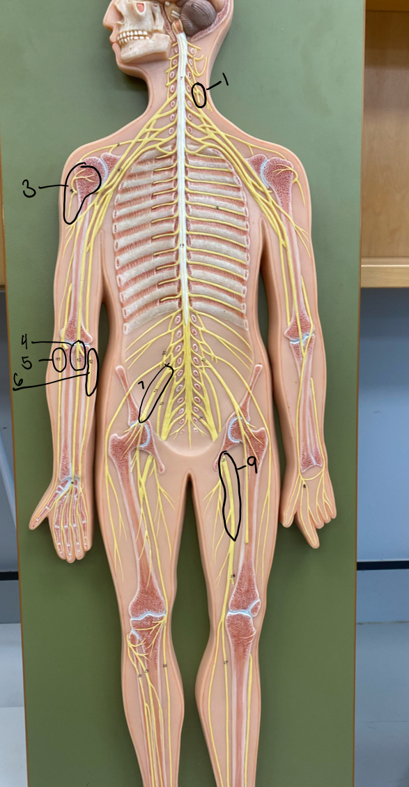 <p>Cervical Plexus 1</p>