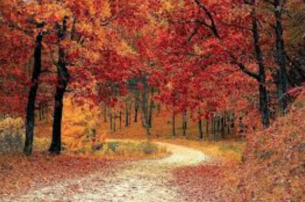 <p>Otoño</p>