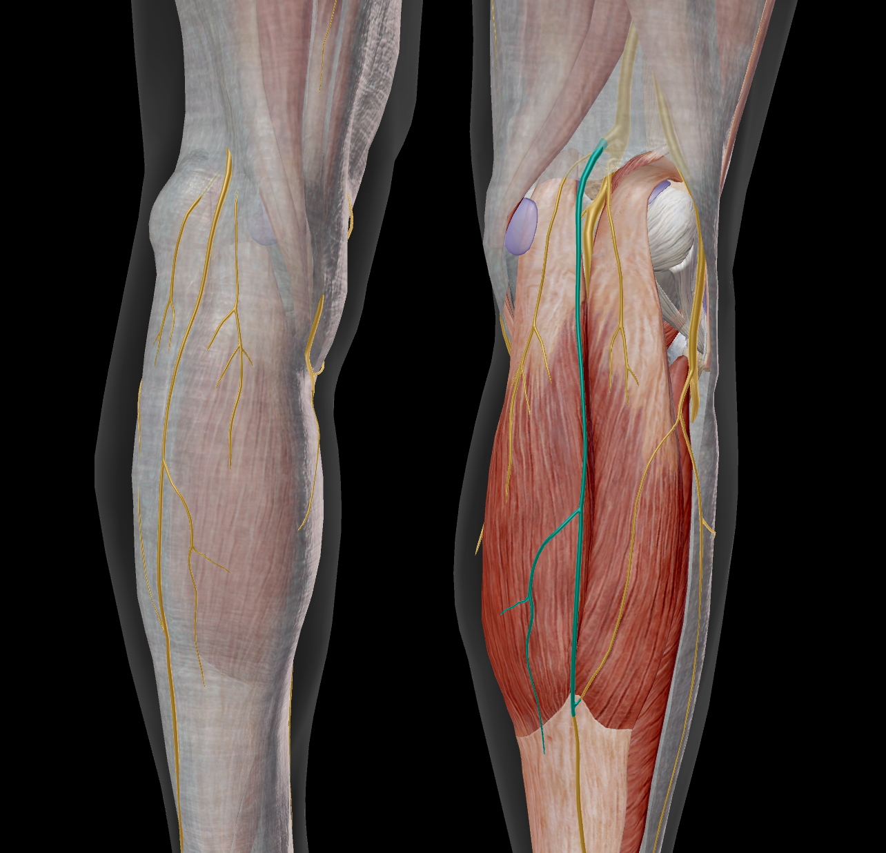 <p>sensitif de la peau postéro-médiale</p>