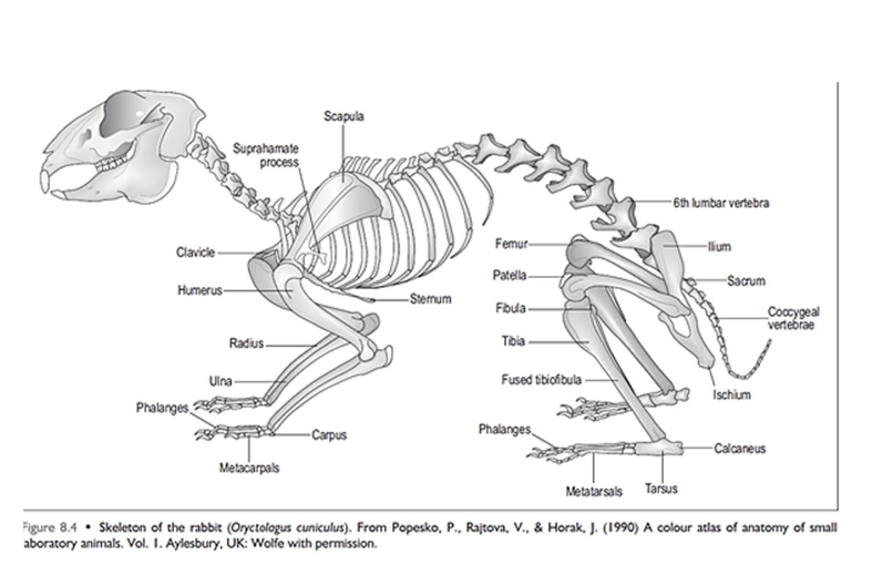 <p>skeleton very light and flexible - accounts for only 6-8% BW</p><p>vertebral formula - C7, T12, L7, S4,Cd16 - powerful epaxial and hindlimb muscles&nbsp;</p><p>tibia and fibula partially fused</p><p>5 digits on forelimb</p><p>4 on hindlimb - at rest entire plantar aspect of hindlimb from toes to hock rests on ground&nbsp;</p><p>no footpads - furry feet&nbsp;</p><p>why does lifestyle of domestic rabbit make them prone to fractures and osteoporosis -&nbsp; low calcium levels, reduced exposure to sunlight, lack of exercise&nbsp;</p>